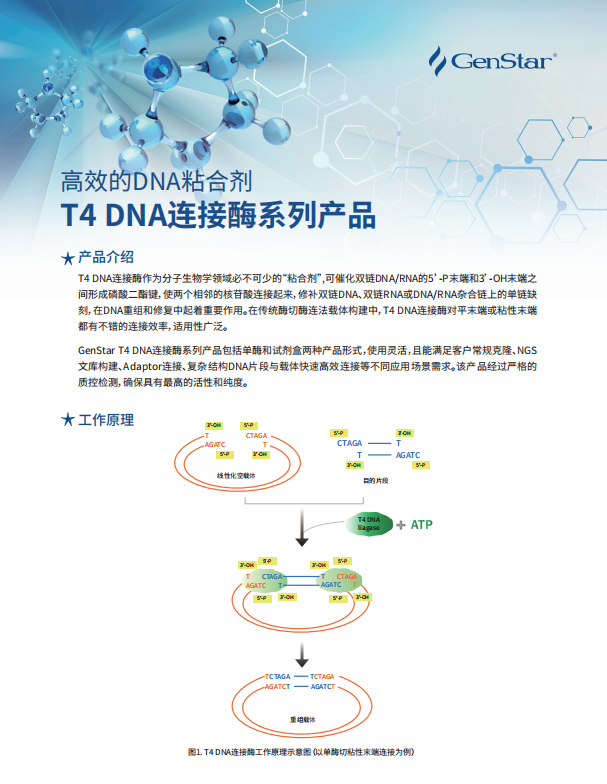 T4 DNA 连接酶