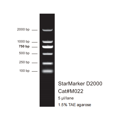 StarMarker D2000