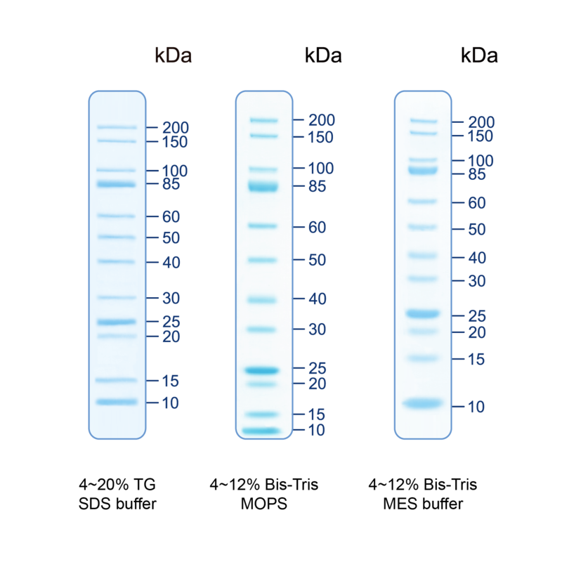 StarRuler非预染蛋白Marker (10-200kDa)