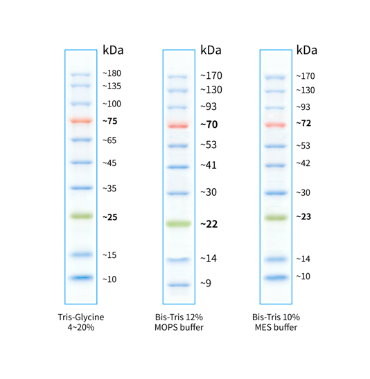 StarRuler彩色预染蛋白Marker(10-180kDa)