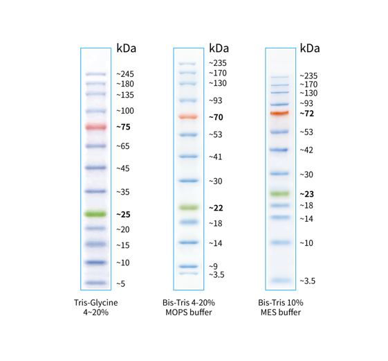 StarRuler彩色预染蛋白Marker(5-245kDa)