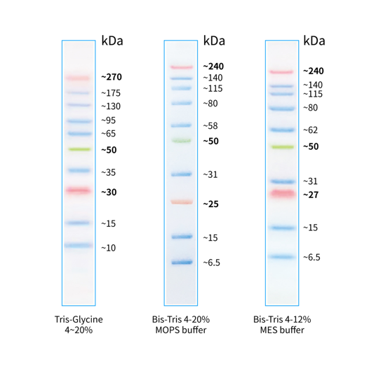 StarRuler彩色预染蛋白Marker(10-270kDa)