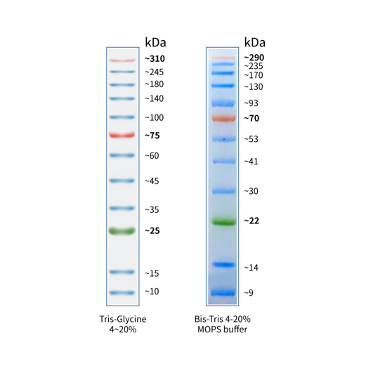 StarRuler彩色预染蛋白Marker(10-310kDa)