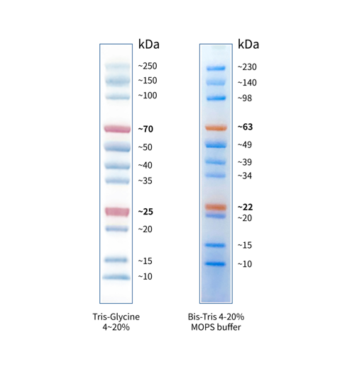 StarRuler彩色预染蛋白Marker(10-250kDa)