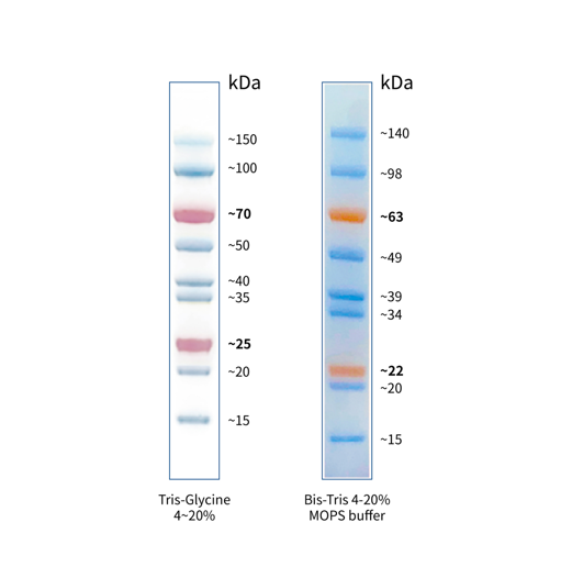 StarRuler彩色预染蛋白Marker(15-150kDa)