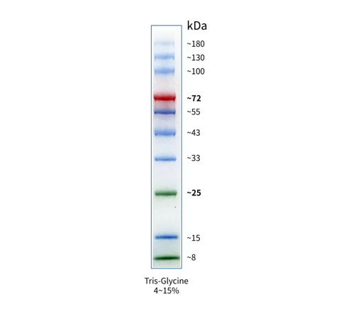 StarRuler彩色预染蛋白 Marker (8-180kDa)