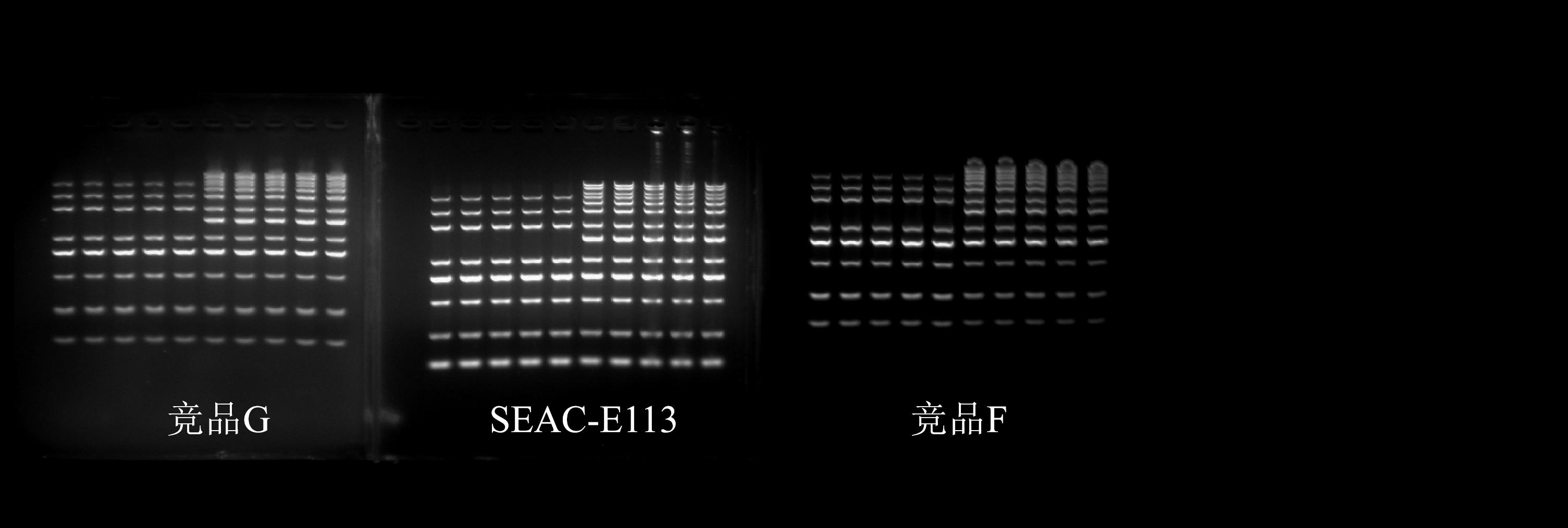 竞品 G、SEAC-E113 与竞品 F 的核酸电泳染色结果